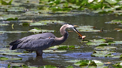 Great Blue Heron