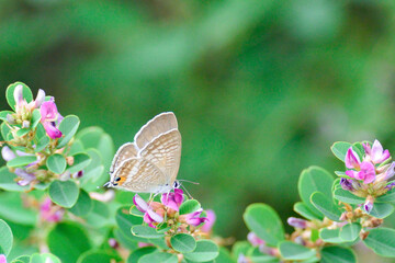 シジミチョウの吸蜜