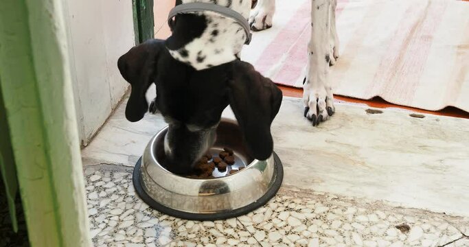 A day at home with the family and a special friend. Lunch time for a female pointer who eats food from a bowl.