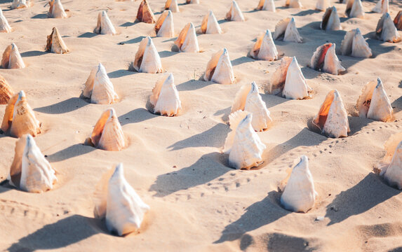 Summer themed pattern on the beach made out of many seashells