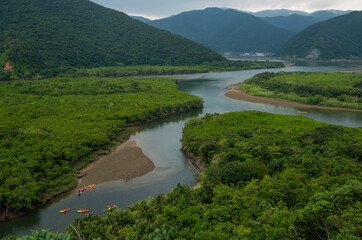 奄美大島の住用マングローブ林