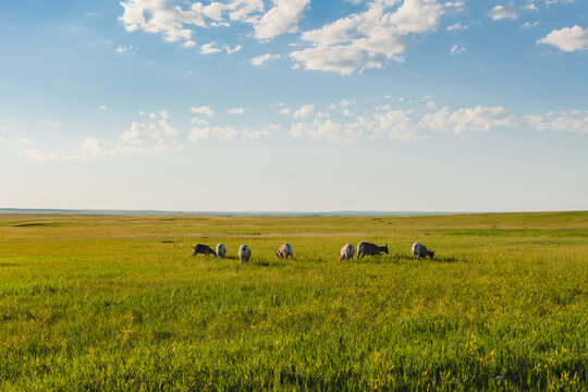 Bighorn sheep grazing in the evening sun in The Badlands, South Dakota