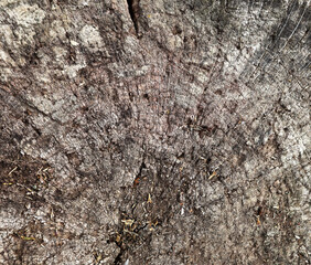 Gray stump backdrop. Wooden scratched texture