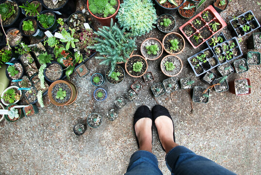 Girl in jeans and flats standing over a large succulent collection
