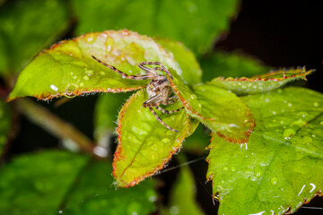 Small orb-weaver spider on a leaf in a garden during the rain