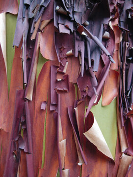 Bark from Pacific madrona tree (Arbutus menziesii), close up