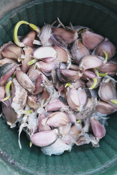 Garlic bulbs ready for planting