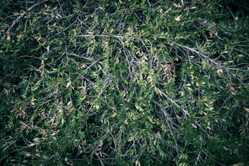 Creative layout made of green leaves. Flat lay. Nature background. High quality photo