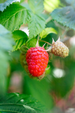 Raspberry on bush