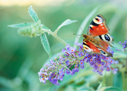 Inachis io butterfly with broken wing and able to be seen tongue