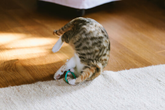 Cat making pirouette while playing with head band