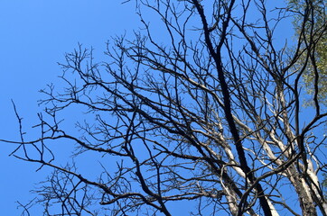 Withered dead tree on blue sky during summer