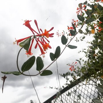 Coral Colored Honeysuckle in Bloom