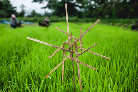 Rice seedlings