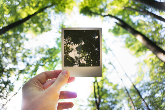 Hand holding an old polaroid photo of a forest in front of the same forest in the background