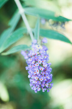 Close up of violet Buddleja flower on the plant