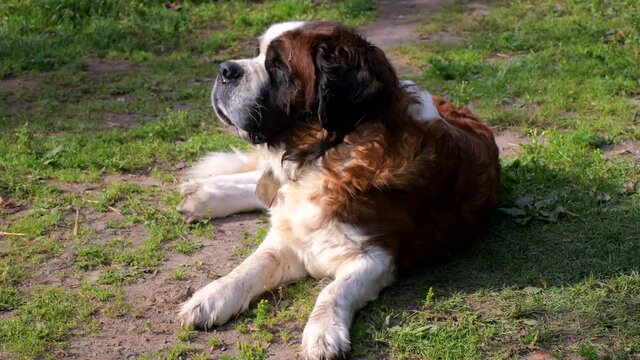 A large St. Bernard dog lies in the yard on the grass and raises its head when its owner calls: dog training, rescue dogs