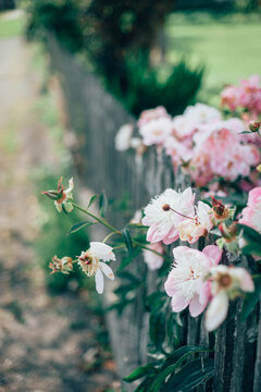 Peonies