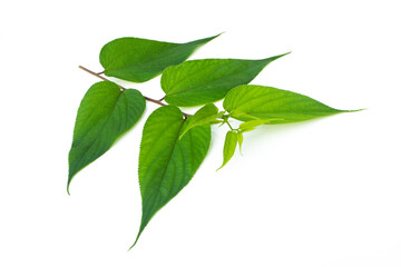 Green Trema Leaves orientalis isolated on a white background, tropical tree.