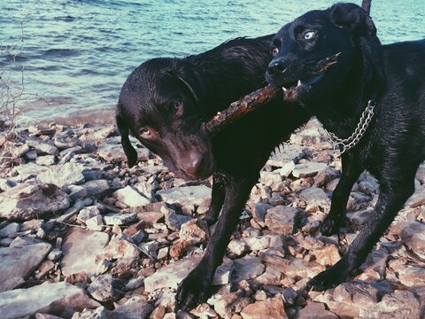 Two Dogs with a Stick