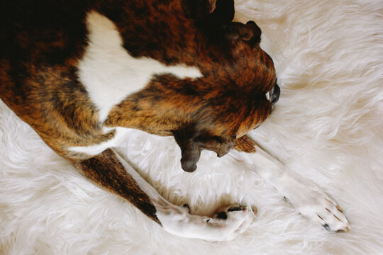 A young brindle boxer dog laying on a white furry blanket
