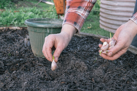 Garlic bulbs ready for planting