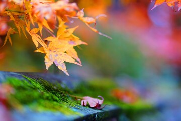 .......秋の色づく木の葉と緑色の苔