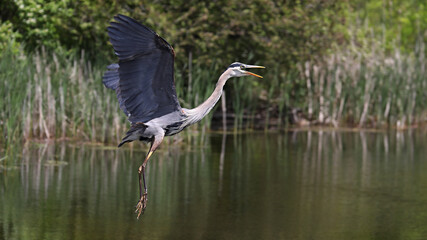 Great Blue Heron