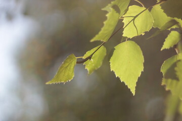 Birch leaves against the sky