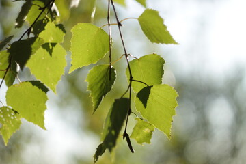 Birch leaves against the sky