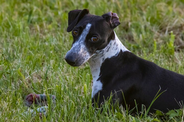 Small Spotty Greyhound Playing