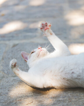 Cat lays upside down on garden pavement while trying to seize something
