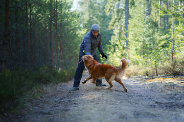 men plays with a dog. Walking with your pet. Nova Scotia Duck Tolling Retriever in nature. 