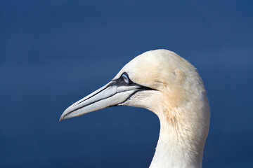 Wild bird in the wild, Morus bassanus, Northern Gannet on the island of Heligoland on the North Sea in Germany. Blue sea in background
