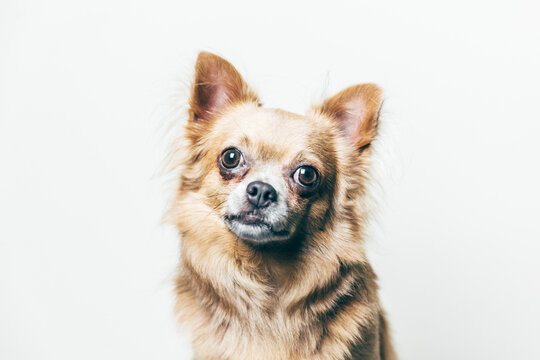 Portrait of a amazing chihuahua
