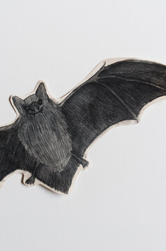 Bat close up