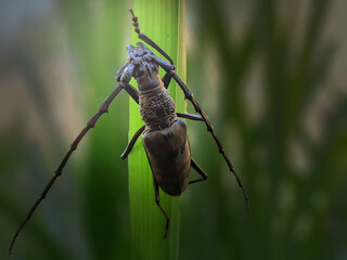 Closeup the bug on a green leaf in the evening