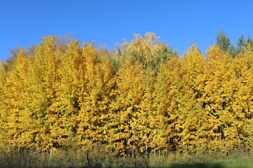 Birch trees in autumn for background
