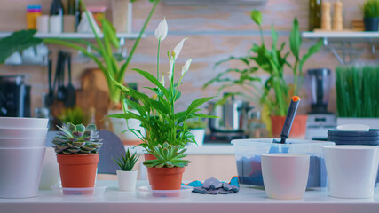 Presenting plants for house gardening on kitchen table at home. Fertil soil with a shovel into pot,...