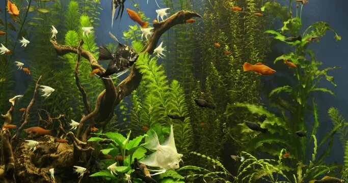Beautiful freshwater aquarium with green plants and many fish. Freshwater aquarium with a large flock of fish. Beautiful aquarium landscape.