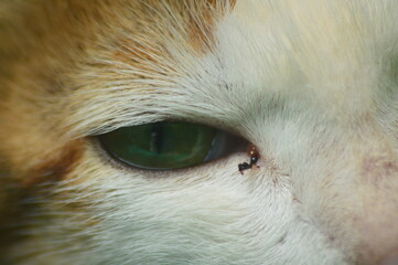 Close up of a cat eye