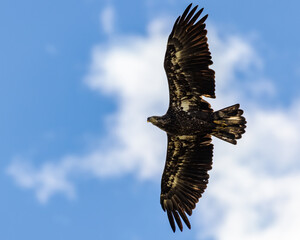 A juvenile Bald Eagle soars through the sky hunting for prey.