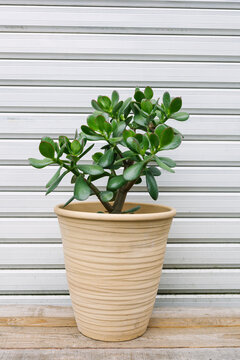 Crassula ovata