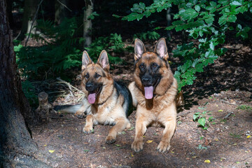 Two German Shepherd dogs lie together in the forest, sunlight shines on the dog's heads, the tongues sticking out of their mouths. Green leaves in the background