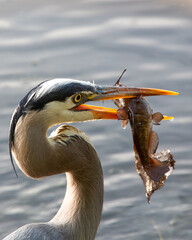A Great Blue Heron feeding on a catfish.