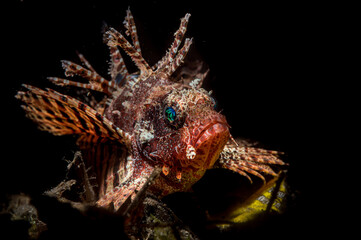 Dendrochirtus brachypterus shortfin lionfish 