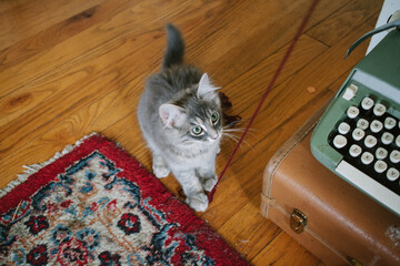 young kitten looking up at yarn
