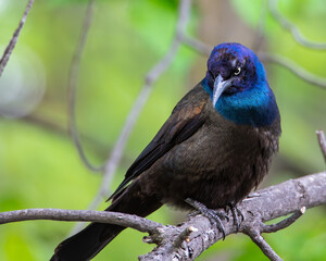 Obraz premium A Common Grackle perched on a tree.