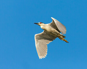 A Black-crowned Night-Heron flying through the air.