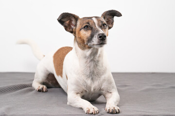 Brown, black and white older Jack Russell Terrier lies on a chair , full body